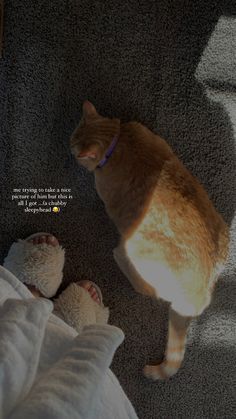 an orange and white cat sitting on top of a bed next to a stuffed animal