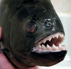 a close up of a fish with its mouth open