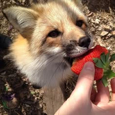a person is feeding a small dog strawberries