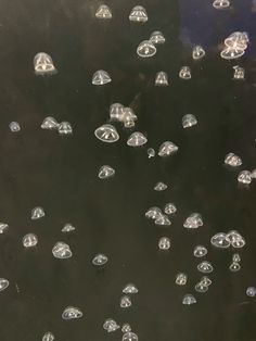many jellyfish are swimming in the water