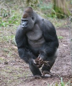 a gorilla standing on its hind legs in the dirt