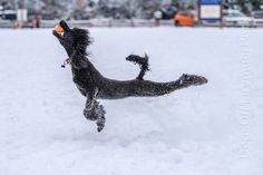 a black dog jumping in the air to catch a frisbee covered with snow