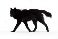a black wolf is walking in the snow