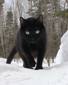a black cat with green eyes walking in the snow