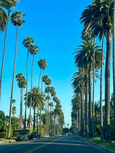 palm trees line the street as cars drive down it