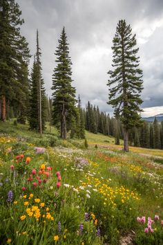 wildflowers and pine trees on the side of a mountain meadow with storm clouds overhead