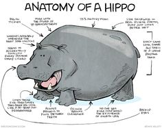 the anatomy of a hippo