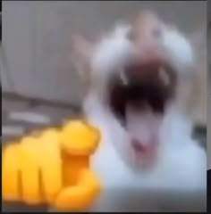 a blurry image of a cat with it's mouth open next to a yellow object