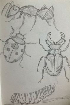two drawings of bugs and a caterpillar, one is drawn in graphite