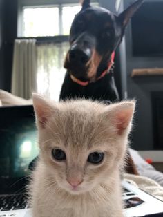 a small kitten sitting on top of a laptop computer next to a dog looking at the camera