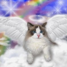 a cat with angel wings sitting in the snow