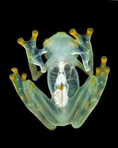 a green frog with yellow and white spots on it's face, sitting in front of a black background