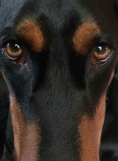 a close up of a dog's face looking at the camera