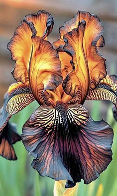 an orange and black iris flower with green leaves in the background on a sunny day