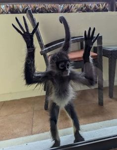 a small monkey standing on its hind legs in front of a chair with it's hands up