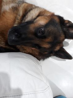 a brown and black dog laying on top of a white couch