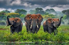 three elephants are standing in the grass near water and trees, with dark clouds behind them