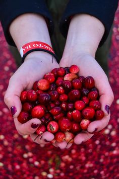 a person holding out their hands full of cranberries