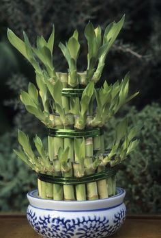 there is a blue and white bowl with some plants in it