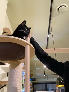 a black and white cat sitting on top of a scratching post