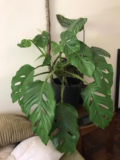 a large green plant sitting on top of a wooden table