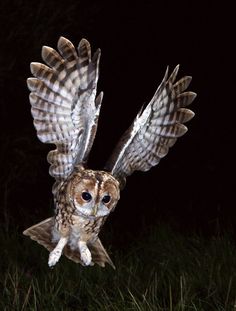 an owl is flying in the dark with it's wings spread out and eyes wide open