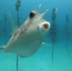 an underwater photo of a fish in the water