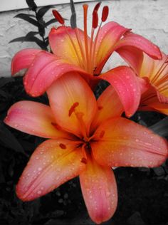 orange flowers with water droplets on them in front of a white wall and black planter