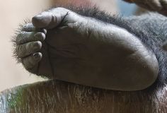a close up of a monkey's foot with it's paw resting on the ground
