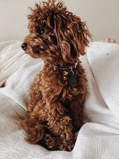 a small brown dog sitting on top of a bed