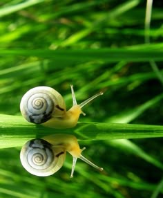 two snails sitting on top of green grass