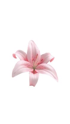 a pink flower with water droplets on it's petals, in front of a white background