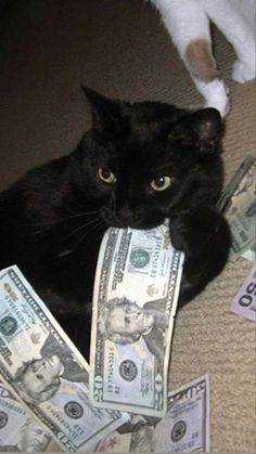 a black cat laying on the floor with money in its mouth and another white cat standing next to it