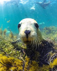 an underwater view of a sea lion swimming in the ocean with algae and other marine life