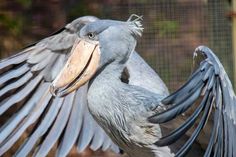 Bird Species, Shoebill Stork, Shoebill Stork Pictures, Shoebill Stork Zootampa, Zoo Animals, Shoebill Stork Legs, Shoebill Stork Size, Shoebill Stork Height