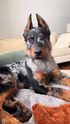 a black and brown dog laying on top of a bed