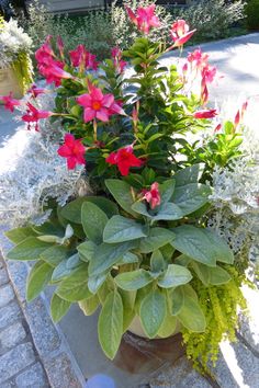 a potted plant with pink flowers and green leaves