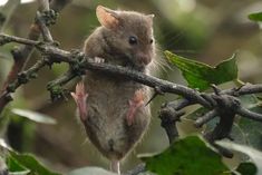 a mouse sitting on top of a tree branch