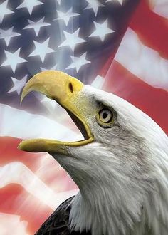 an eagle with the american flag in the background