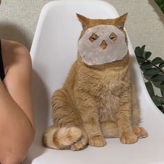 a cat with a piece of paper on its head sitting next to a woman's face