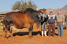 two men standing next to a brown cow