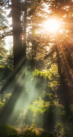 the sun is shining through the trees in the forest