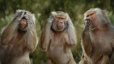 three monkeys sitting next to each other with their hands on their backs and one holding its head