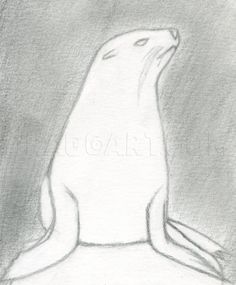 a drawing of a sea lion sitting on top of a rock