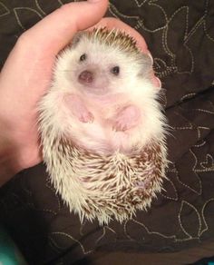 a person holding a small hedge in their hand