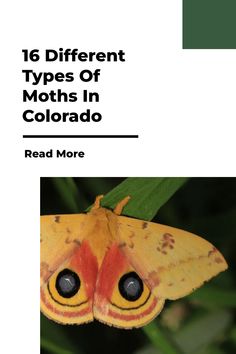 16 Different Types of Moths in Colorado