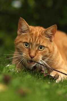 an orange cat laying in the grass looking at something