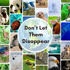 Don't let endangered animals disappear—explore our website for resources and information on how you can make a difference in protecting these species! Endangered Animals Awareness, Save Endangered Species, Endangered Species Day Poster, Endangered Species Awareness, Protecting Endangered Species, How To Save Endangered Animals, How To Save Endangered Species, How To Make An Endangered Species Poster, Poster On Endangered Animals