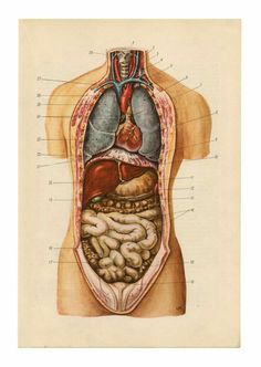 an illustration of the human body with organs and their major structures in it's stomach
