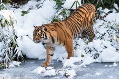 a tiger walking through the snow covered ground